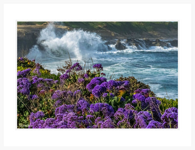 Coastal Lavender